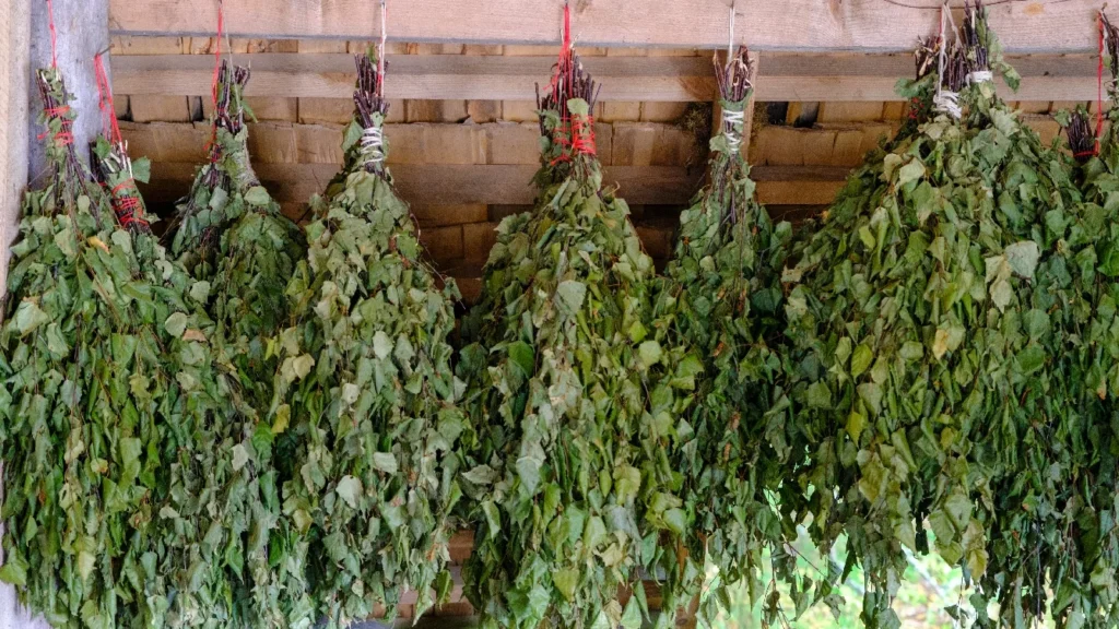 Witki - nieodłączny element seansów baniowych