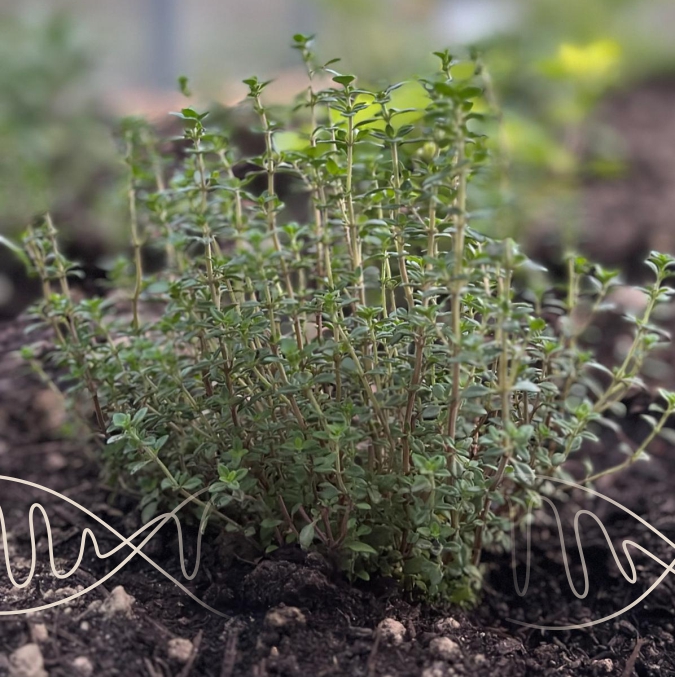Herb5