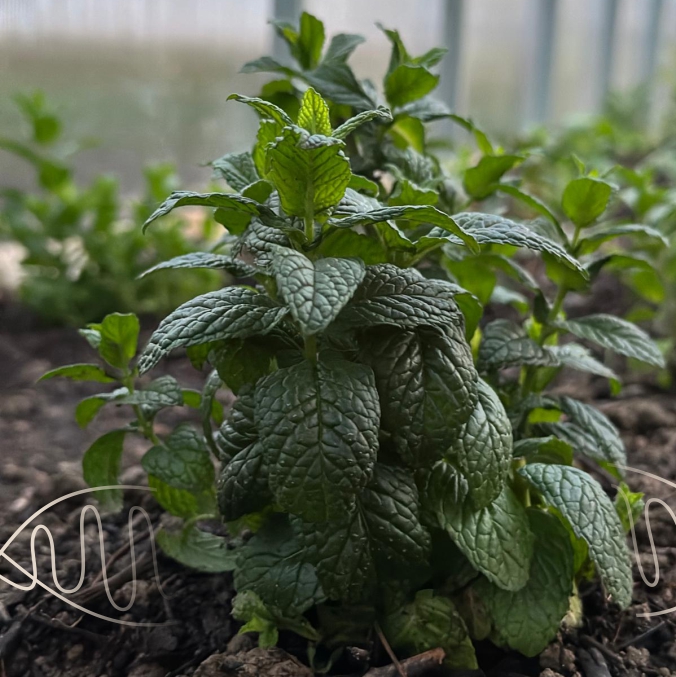 Herb6